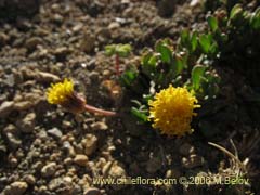 Bild von Senecio sp.  #1563 ()