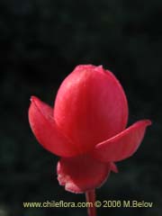 Bild von Berberidopsis corallina (Michay rojo)