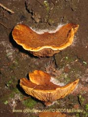 Bild von nicht bestimmte Pflanze #2284 ()
