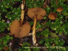 Bild von nicht bestimmte Pflanze #2285 ()