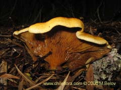 Bild von nicht bestimmte Pflanze #2286 ()