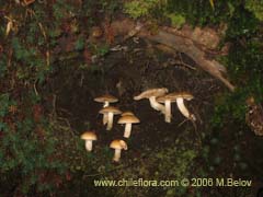 Image of Unidentified Plant #2287 ()