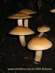 Image of Unidentified Plant #2287 ()