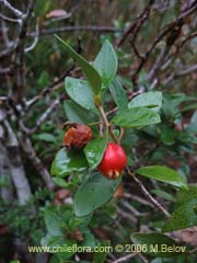 Image of Myrceugenia chrysocarpa (Luma blanca/pitrilla)