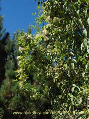 Image of Unidentified Plant #2292 ()