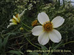 Bild von Bidens aurea (Falso Te)