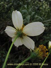 Bild von Bidens aurea (Falso Te)