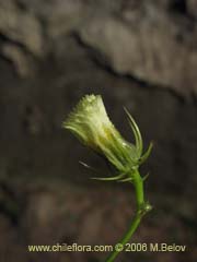 Image of Unidentified Plant #1843 ()