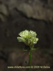 Image of Unidentified Plant #1843 ()