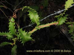 Image of Mutisia brachyantha ()