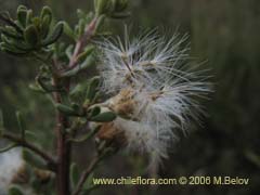 Bild von Baccharis sp. #1481 (Small leaves/tomentose)