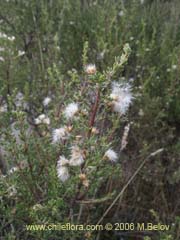 Bild von Baccharis sp. #1481 (Small leaves/tomentose)