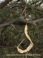 Bild von Prosopis chilensis (Algarrobo)