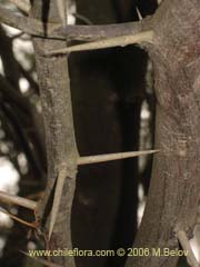 Imgen de Prosopis chilensis (Algarrobo)