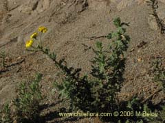 Image of Unidentified Plant #1844 ()