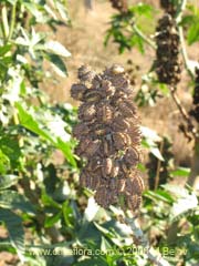 Bild von Ricinus communis (Ricino/Palma christi/Higuerilla)