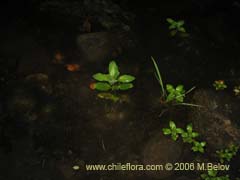 Imgen de Planta no identificada #2303 ()