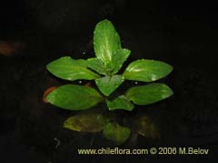 Imgen de Planta no identificada #2303 ()