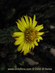 Image of Haplopappus foliosus (Cuerno de cabra)