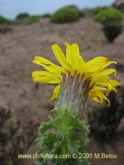 Image of Haplopappus foliosus (Cuerno de cabra)