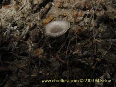 Imgen de Planta no identificada #2416 ()
