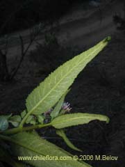 Bild von Aristeguietia salvia (Salvia macho/Pegajosa/Pega-pega)