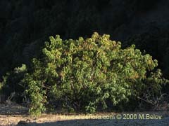 Image of Senna candolleana (Quebracho/Alcaparra)