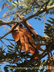 Bild von Caesalpinia spinosa (Tara)