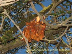 Bild von Caesalpinia spinosa (Tara)