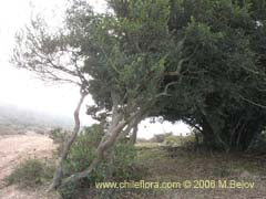 Bild von nicht bestimmte Pflanze #2346 ()