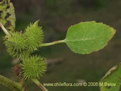 Image of Xanthium cavanillesii (Clonqui/Abrojo)