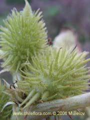 Bild von Xanthium cavanillesii (Clonqui/Abrojo)