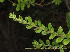 Image of Baccharis neaei ()