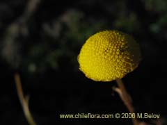 Bild von Cotula coronopifolia (Botn de oro)