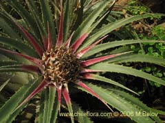 Bild von Ochagavia litoralis ()