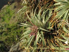 Bild von Ochagavia litoralis ()