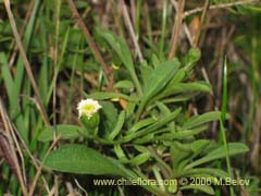 Image of Bellis perennis (Margarita de los prados/Margaritilla/Primavera)