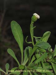 Bild von Bellis perennis (Margarita de los prados/Margaritilla/Primavera)