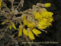 Imgen de Sophora macrocarpa (Mayo)