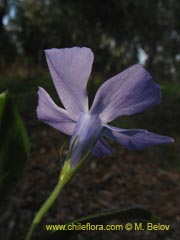 Image of Unidentified Plant #2298 ()