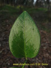 Image of Unidentified Plant #2298 ()