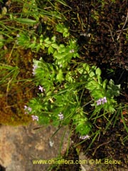 Image of Unidentified Plant #2299 ()