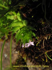 Image of Unidentified Plant #2299 ()