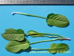 Image of Unidentified Plant #2300 ()