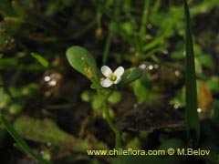 Image of Unidentified Plant #2301 ()