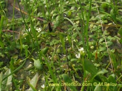 Image of Unidentified Plant #2301 ()