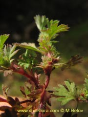 Image of Unidentified Plant #2312 ()
