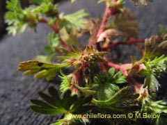 Image of Unidentified Plant #2312 ()