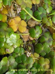 Image of Unidentified Plant #2313 ()