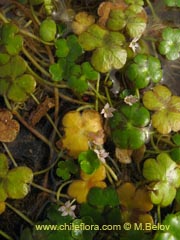 Image of Unidentified Plant #2313 ()